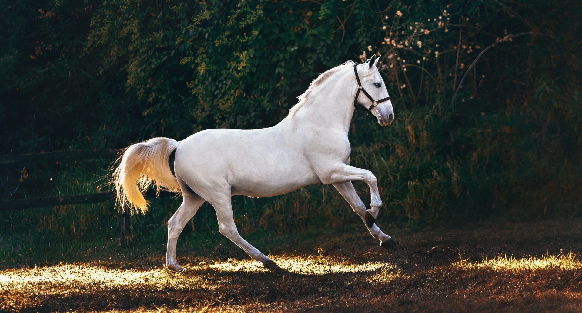 Marco cavallo, un simbolo di libertà e autodeterminazione